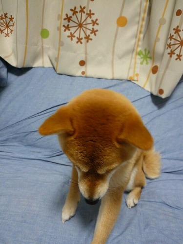 ども.JPG