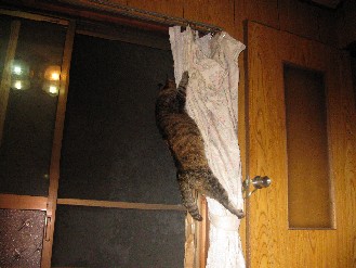 クロ・ゴン・みかん　2012.07.09 005.jpgブログ.jpg