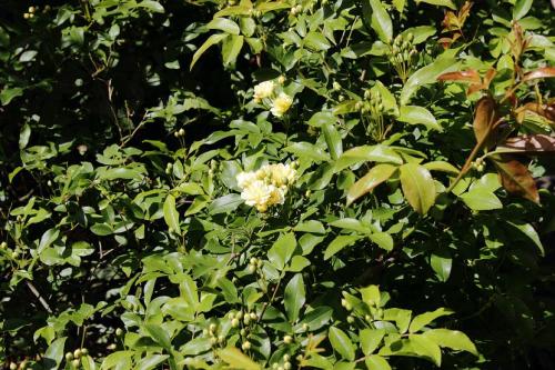 20160416 モッコウバラ5.jpg