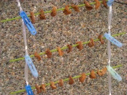 DSCN5866 (300x225).jpg