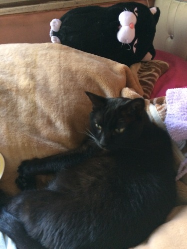 IMG_8353 - コピー.JPG