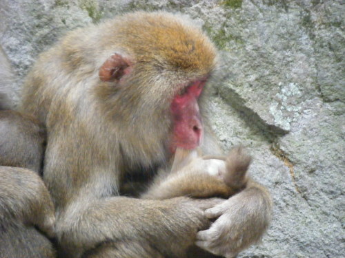 赤ちゃんの変なところを (1).JPG