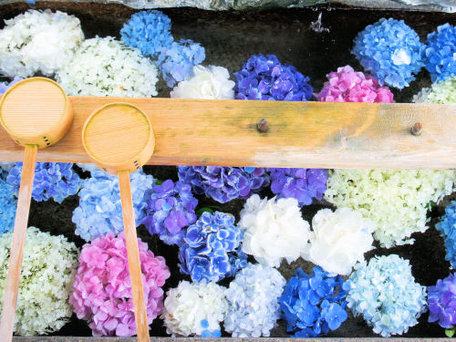 御裳神社(みもじんじゃ)　一宮市　あじさい