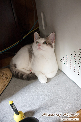 マンチカン ももちゃん 猫 ネコ