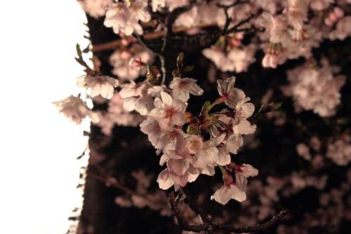20160401 夜桜4.jpg