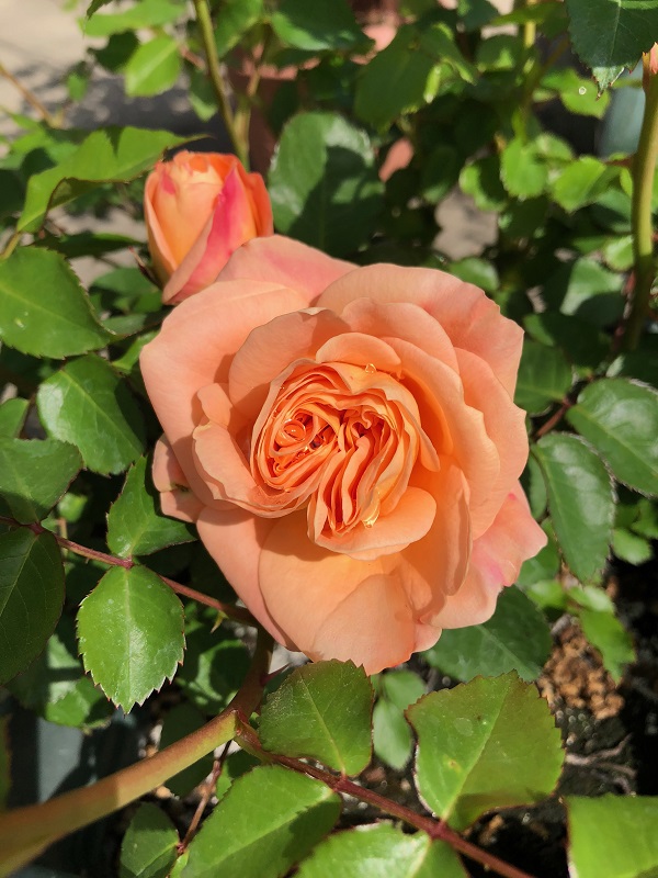 今年のバラの開花第一号です ラ ドルチェ ヴィータ 今日のできごと 楽天ブログ