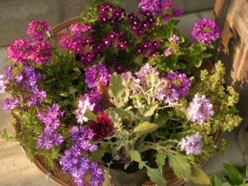 DSCN6757 (300x225).jpg