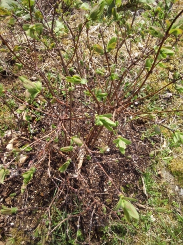 NCM_1812 (480x640).jpg