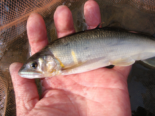 鮎釣り百態 釣魚大変 楽天ブログ