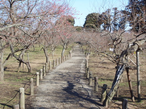 20150221_偕楽園　梅まつり　梅の木.jpg