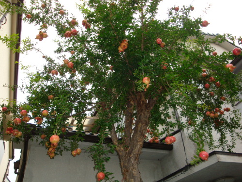 20131005-5.JPG