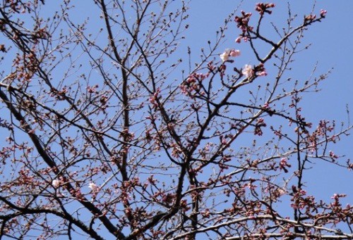 桜.JPG