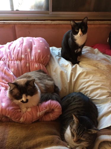 IMG_8251 - コピー.JPG