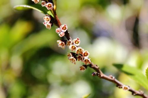 20160326 ビシャコ 赤2.jpg