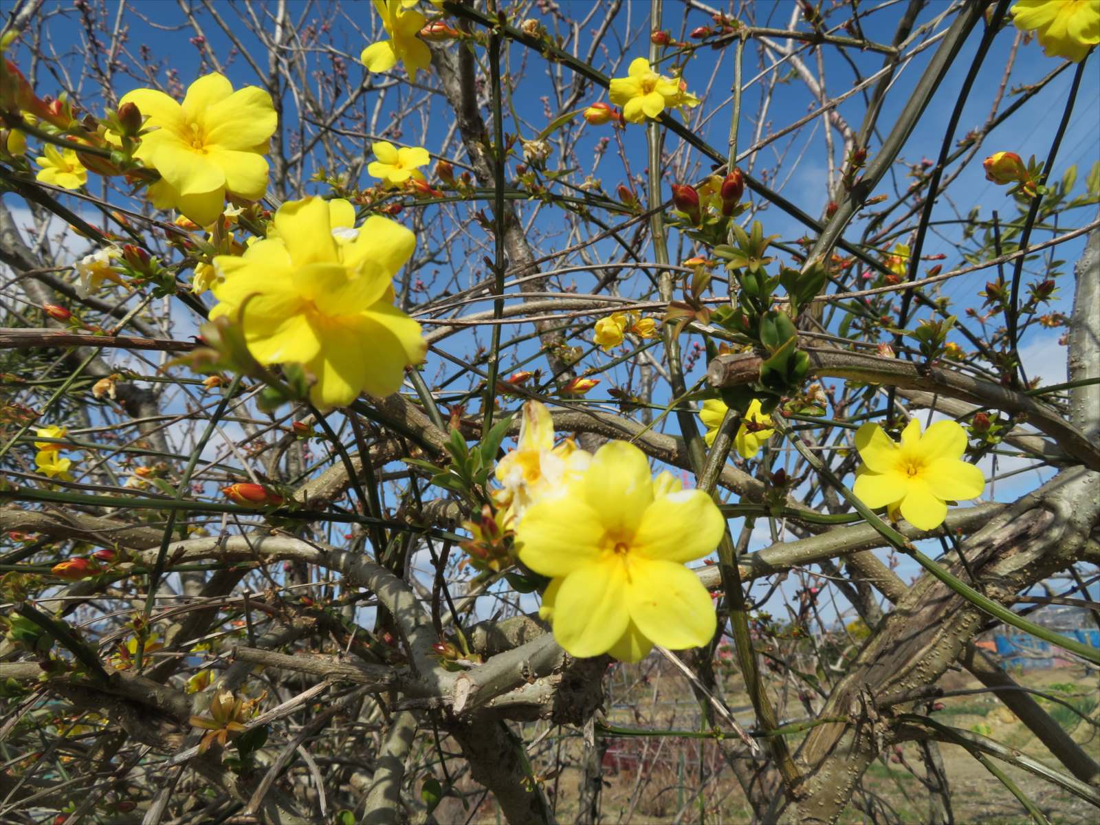 黄色い花 雲南黄梅 と梅の花 2月19日 ニンニク父さんのブログ 楽天ブログ