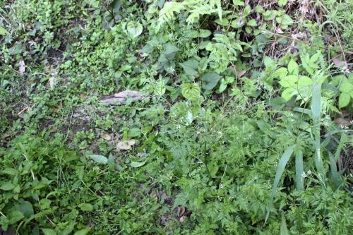 20160504 オヤブジラミ.jpg