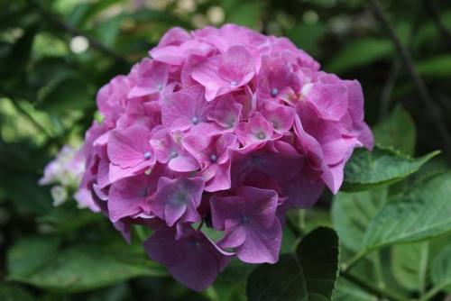 20150613 ガクアジサイ.jpg