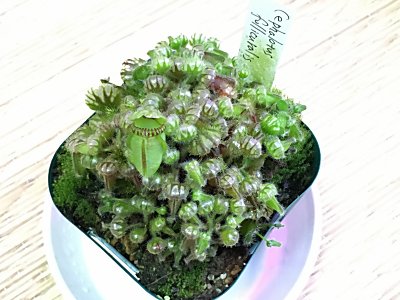 セファロタス | 僕の食虫植物日記 - 楽天ブログ