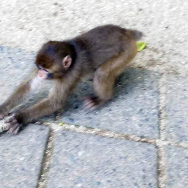 3ページ目の 高崎山 旅行 お出かけ 健康法師のレシピと たまに徒然草 楽天ブログ