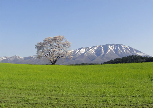 一本桜7.jpg