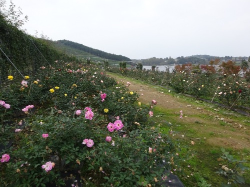 DSC02224 - コピー.jpg