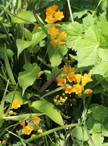 20150418 フリージア3.jpg