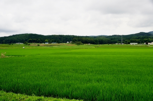 信濃町２０１３７月１５日青田 (1280x851).jpg