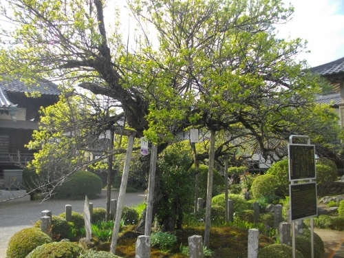 青梅街道青梅宿金剛寺青梅 (500x375).jpg