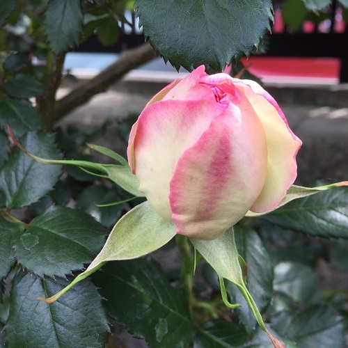 2016-04-26 13.14.44.jpg