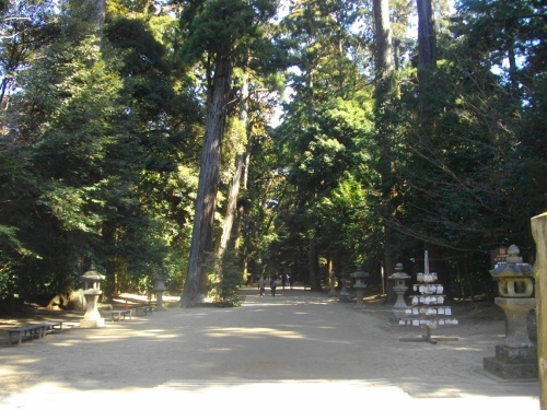 鹿島神宮の森 (1) (500x375).jpg