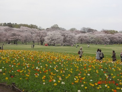 桜の園.jpg