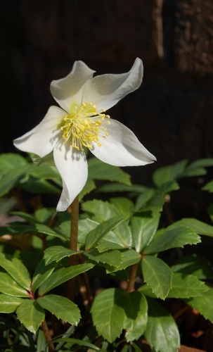 DSC_0583５ベン白.jpg