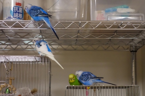 DSC02484 (800x530).jpg