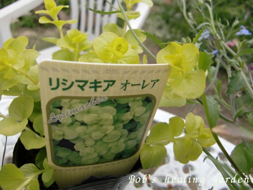CIMG0712.JPG