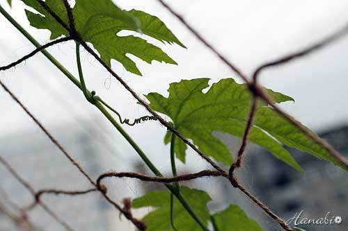 20120626ゴーヤ葉.jpg