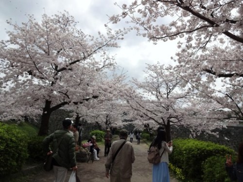 4.2016年 桜 福岡城 (4).JPG