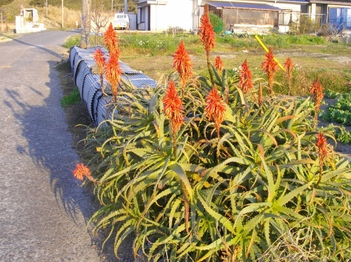 高塚山お花畑 (2) (500x374).jpg