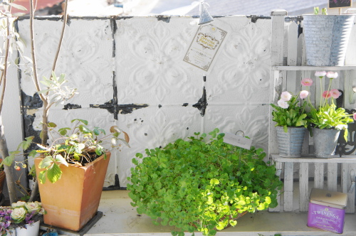 ちっぴーH22.3.29 021.jpg