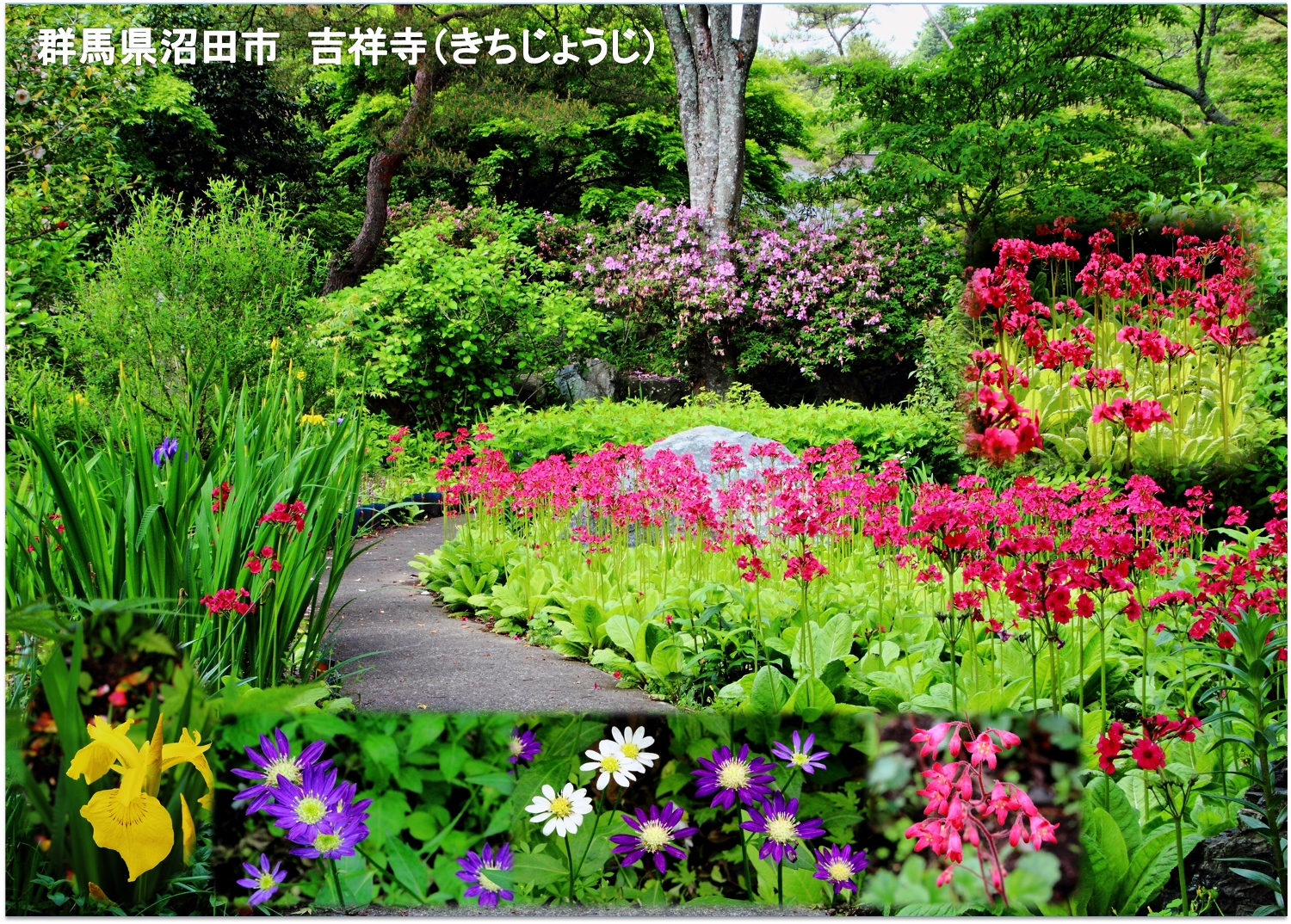 久しぶりの外出 2 花寺 吉祥寺へ としじんの つれづれ写真便り 楽天ブログ