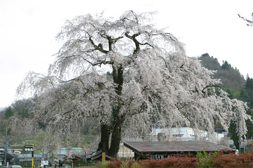 角館20.jpg