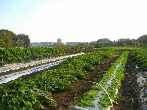 片倉城三の丸 (2) (500x375).jpg