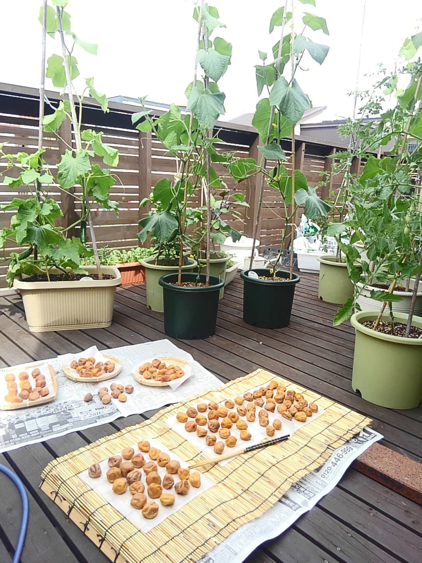 土用干し２日目 ４日目 えざと農園 北海道の家庭菜園 楽天ブログ