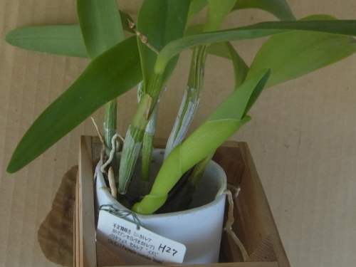 新芽の成長が進むミニカトレア 植込み材料無しの洋蘭栽培 楽天ブログ