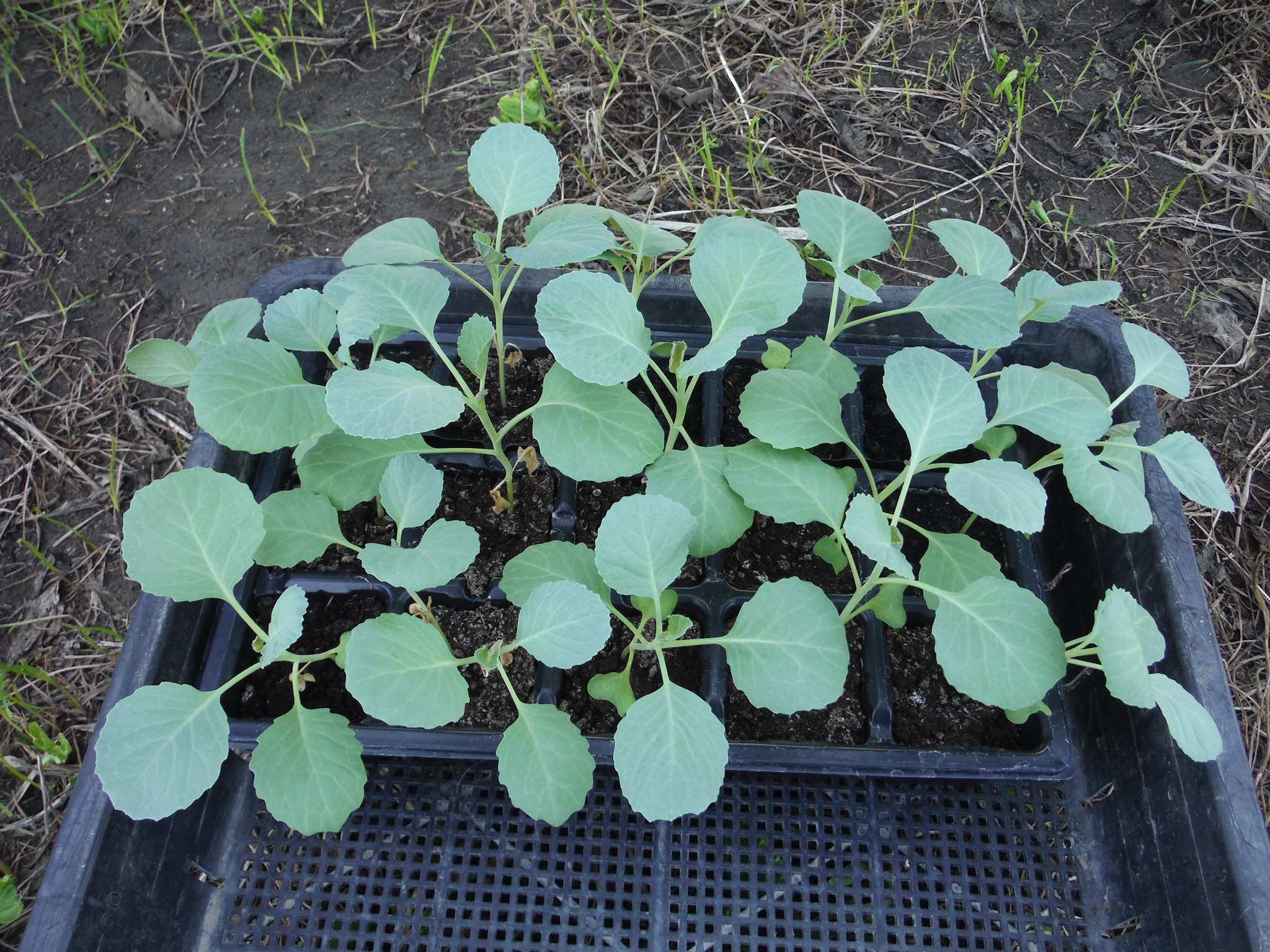 キャベツ苗 猛暑の中で定植 ４品種のリレー栽培 アラ古希夫婦の菜園生活 楽天ブログ