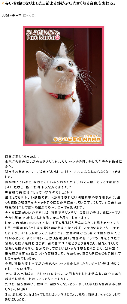 マンチカンももちゃん 本日の猫事情,赤い首輪になりました。前より鈴が少し大きくなり音色も変わる。