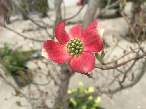 2016-04-08 13.13.53 - コピー.jpg