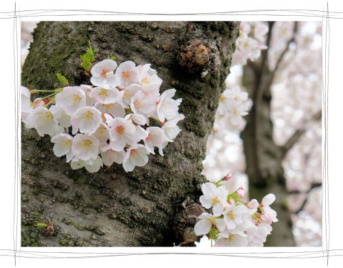 岩倉桜まつり　五条川