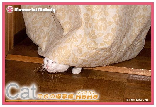 猫 ネコ マンチカン munchkin_momo130123.jpg