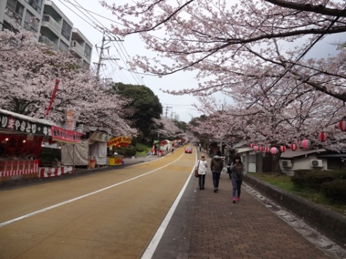 3.2016年桜 西公園  (15).JPG