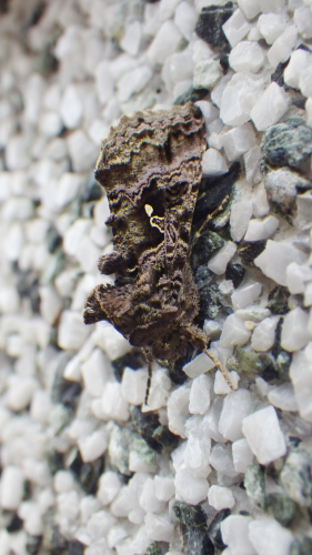 タマナギンウワバ